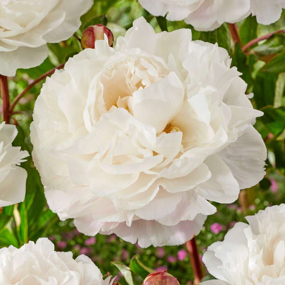 Pæon 'Duchesse de Nemours'